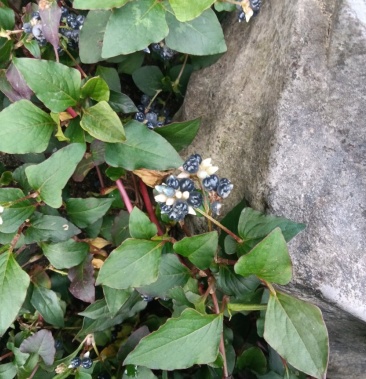 [火炭母草批发]野生火炭母草价格3.60元/斤 - 一亩田