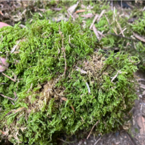 青苔干青苔一手货源大量有货
