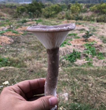 桂林新鲜猪肚菇需要的联系