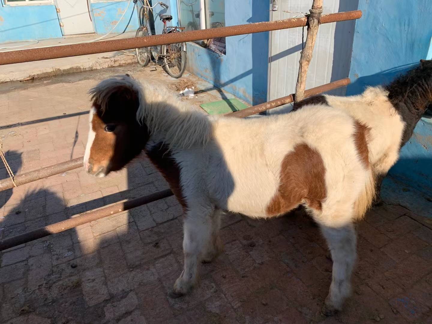 在一个阳光明媚的周末,一群家长带着孩子围站在围栏边,兴奋地看着一匹灰色施特兰矮马安静地站立在草地上,一名工作人员正在引导小朋友轻轻抚摸马头,现场氛围温馨欢乐 一群游客在农场中围观并抚摸一只站立的施特兰矮马