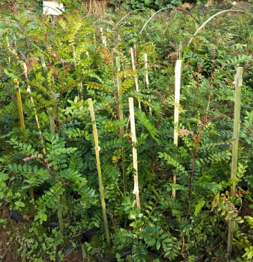 清香木苗云南本地红头清香木苗裸苗袋苗