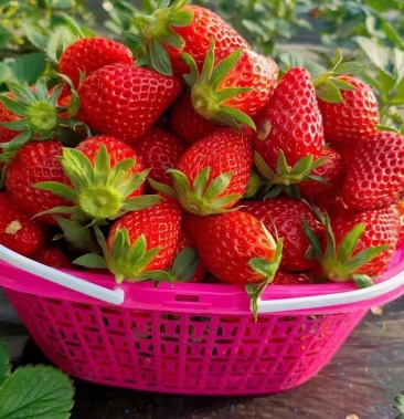 第一茬刘家峡奶油草莓现摘现发甘肃省内顺丰包邮