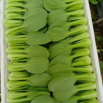 小青菜