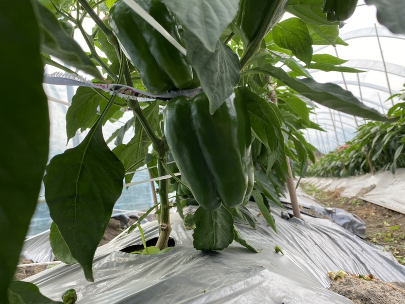 一片整齐生长的龙椒植株,叶片浓绿,枝干粗壮,果实挂满枝头,呈扁圆形,青绿色至浅绿色,表面光滑有光泽,背景为现代化温室大棚,土壤湿润,滴灌系统清晰可见 龙椒植株田间生长实景图