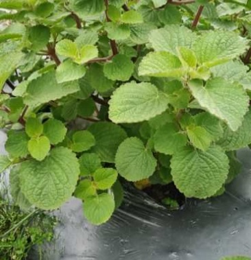 [香排草批发]中草药香排草价格50.00元/公斤 - 一亩田