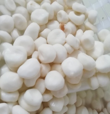 [荸荠批发]马蹄新鲜马蹄白马蹄马蹄肉荔浦马蹄价格3.50元/斤 - 一亩田