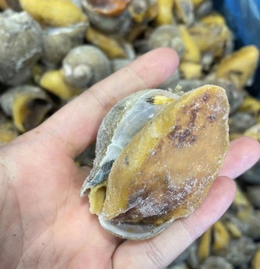 [鲍鱼批发]黄金鲍螺价格22.00元/斤 - 一亩田