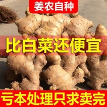安徽大黄姜产地，生姜全国供应，常年供应，产品，质量保证。