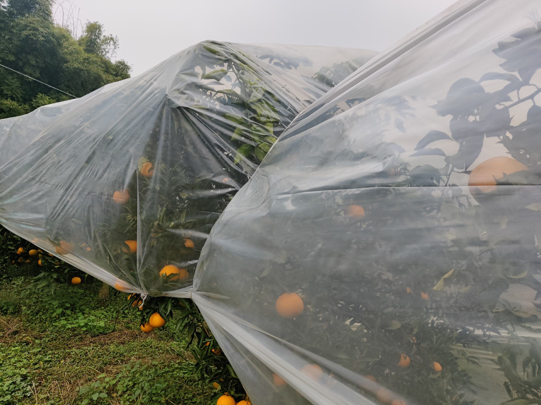 冬季夜晚,果农正在为不知火柑桔树搭建小型保温棚,部分树木已用稻草包裹主干,地面覆盖黑色地膜,远处可见防霜火堆燃烧,展现综合防冻场景 不知火柑桔冬季防冻保护措施