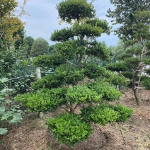 黄杨造型盆景造型奇特一物一拍瓜子小叶黄杨树桩盆景