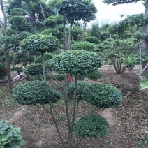 小叶女贞造型树老桩价格女贞云片棒棒糖造型各异一物一拍