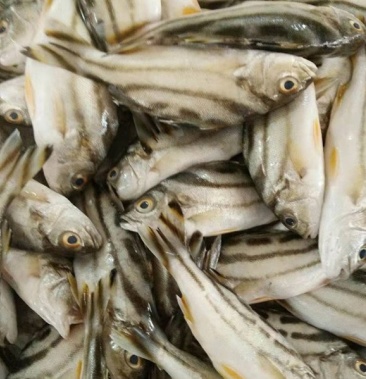 湛江天然水产新鲜活海鲜沙姑头鱼厚仔鱼三线鱼