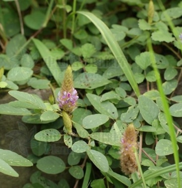 狸尾草羊咩香鲜货现采现在好多叶子枯萎量大要定