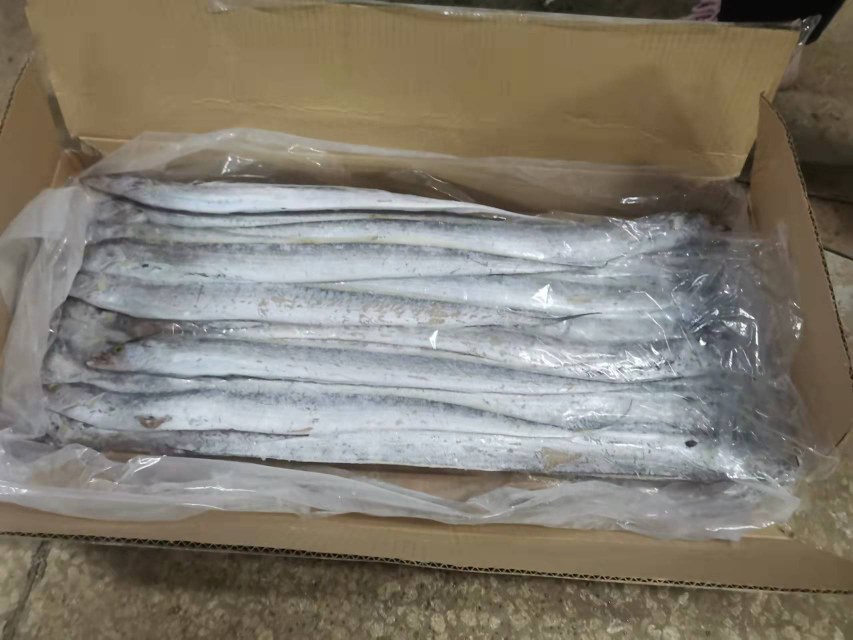 船冻带鱼净重13斤