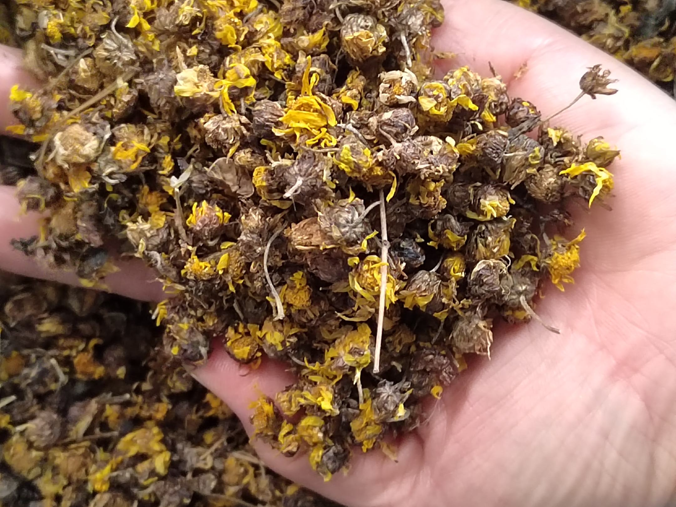 药材饮片对比图