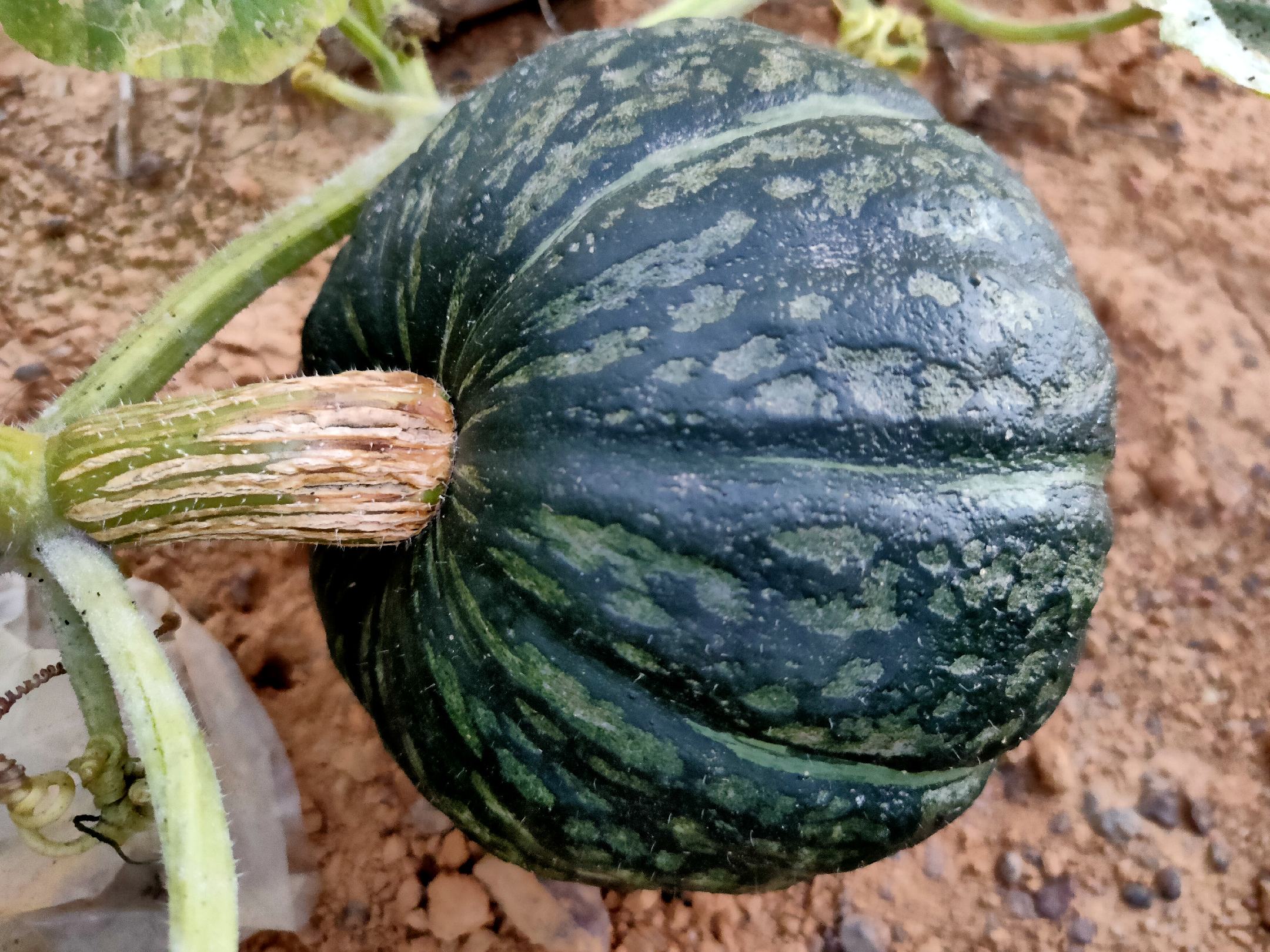 板栗南瓜成熟与未成熟对比