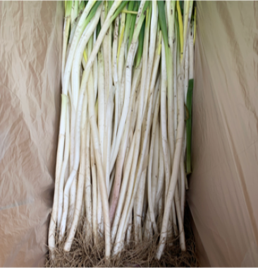 四川黄葱葱黄自贡乐山黄葱本地大葱