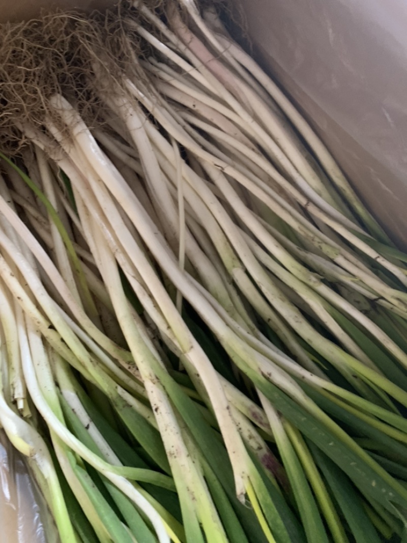 四川黄葱,葱黄.自贡乐山黄葱.本地大葱.