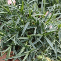 康乃馨花苗四季开花大花阳台庭院绿植盆栽花卉鲜花小苗教师节