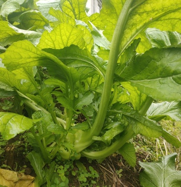 [榨菜批发]榨菜, 榨菜 叶子价格12.00元/斤 - 一亩田