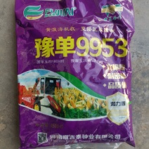 豫单9953新型大豆玉米间作技术的再创玉