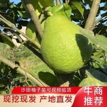 沙田柚柚子树苗嫁接成活纯甜无酸耐储存湖南果苗基地