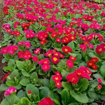报春花山东青州大量供应冬季抗冻草花基地直发量大价优