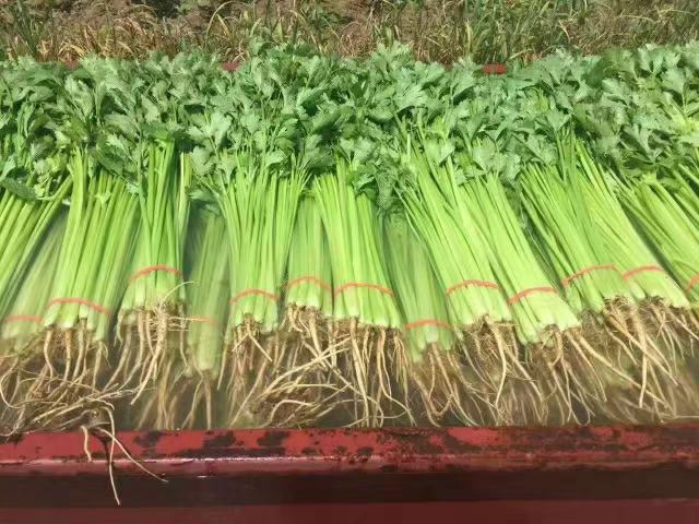 小香芹新鲜家庭储存示范图:清晰展示科学保鲜方法,强调时间标识与物理保湿细节,传递专业又亲切的消费指导信息 冰箱蔬菜格内摆放场景:透明保鲜盒中盛放用厨房纸包裹根部的新鲜小香芹,盒体标签手写‘小香芹新鲜·3.28采’,背景虚化呈现现代简约厨房环境