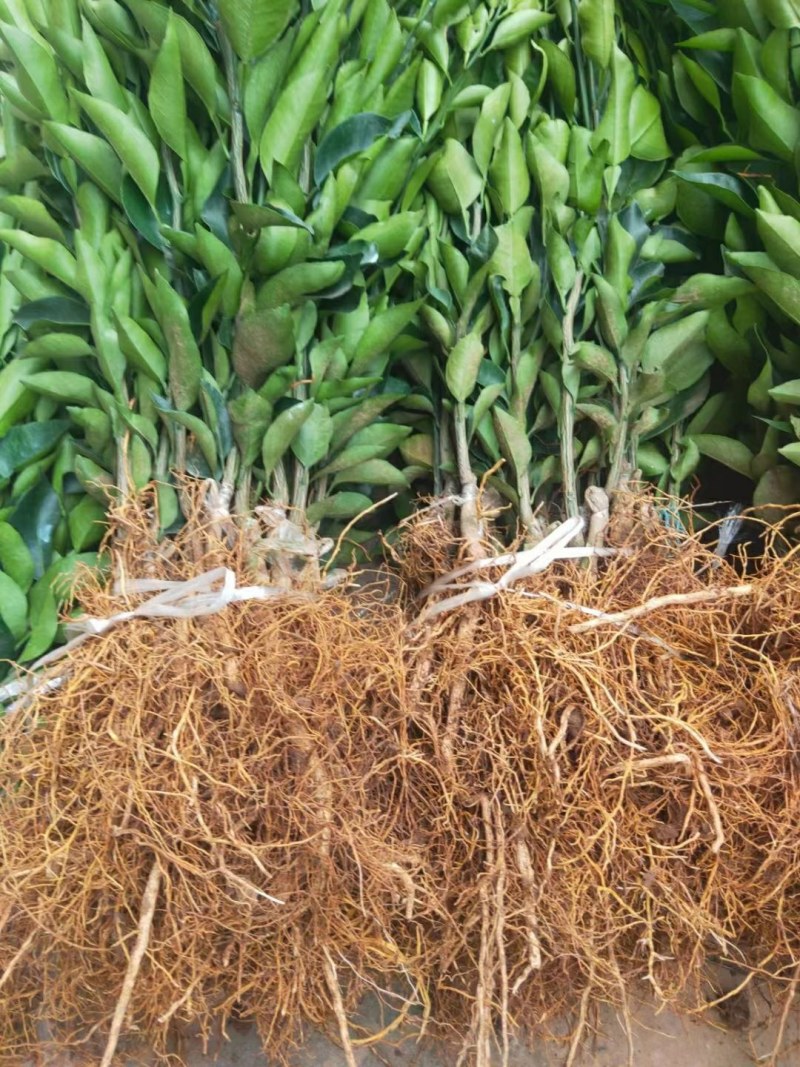 长叶香橙苗,糖度高,,可以留树8个月,假一倍十全国包邮