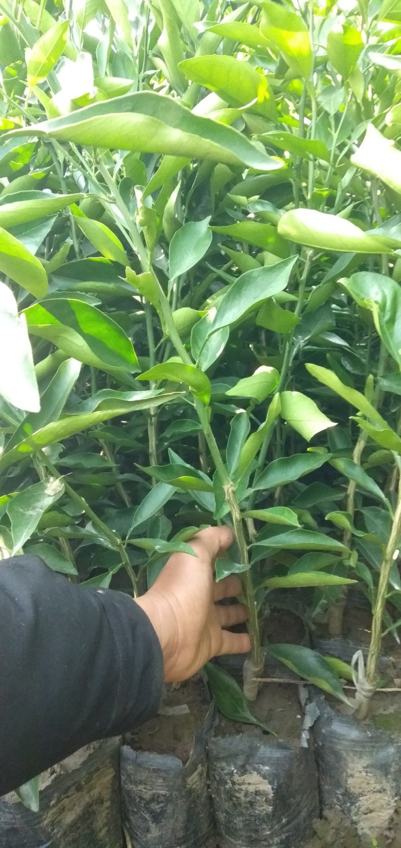 长叶香橙苗,糖度高,,可以留树8个月,假一倍十全国包邮
