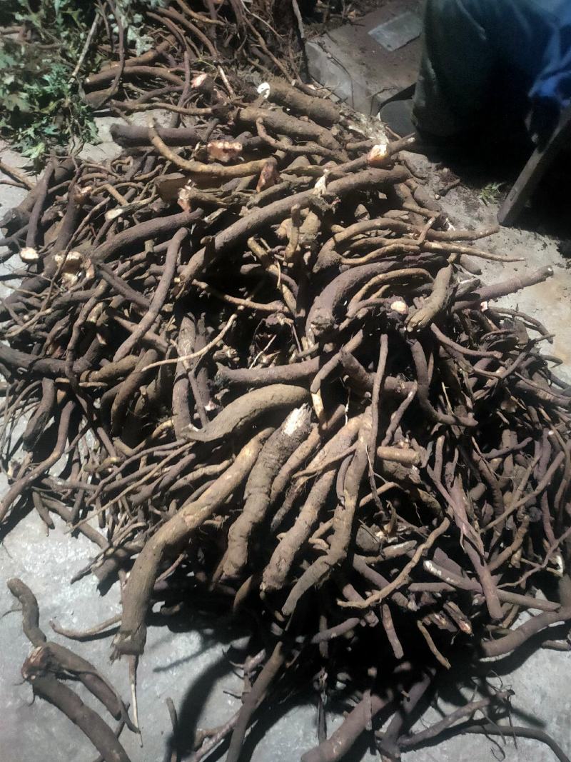 云南昭通永善县马刺根 15.00元/斤野生马刺跟