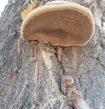 [树舌批发]杨树树舌的功效和作用如下:价格50.00元/斤 - 一亩田