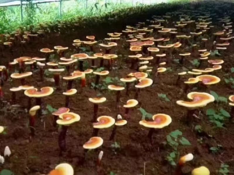 云南普洱林下仿野生卵灵芝种植基地实景