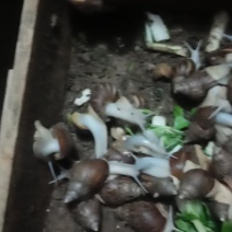 白玉蜗牛