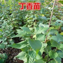丁香苗暴马丁香紫丁香绿化观赏庭院盆栽行道树使用种子花