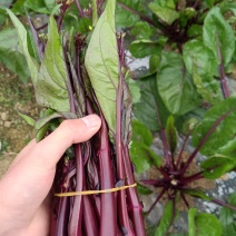 红菜苔