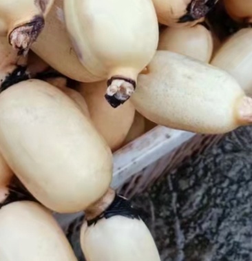 [莲藕批发]莲藕头价格1.20元/斤 - 一亩田