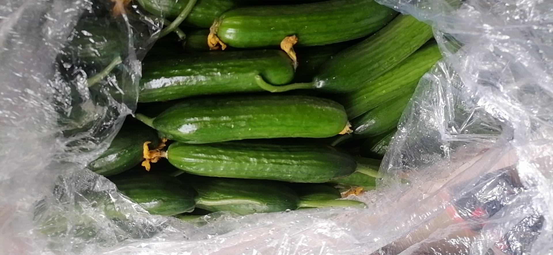 炒好的小黄瓜色泽翠绿,香气扑鼻 小黄瓜炒制完成