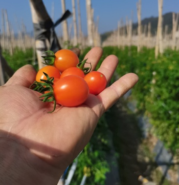 黄珍珠玲珑圣女果大量上市现摘现发