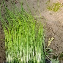 墨西哥羽毛草细茎针茅基地大量现货供应