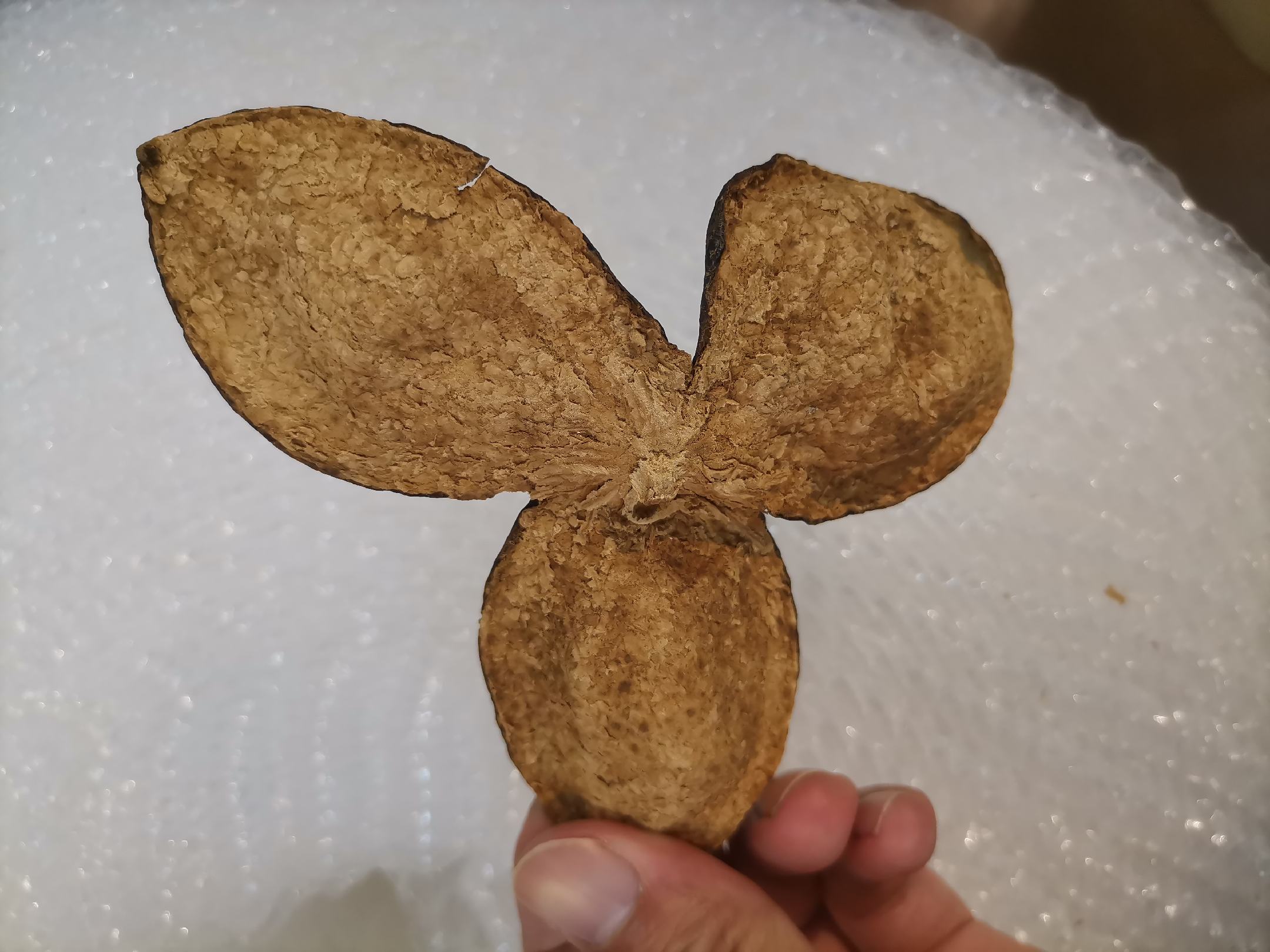 陈皮与子姜泡水材料图