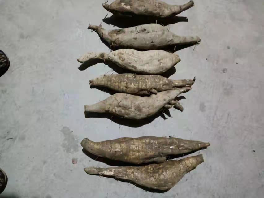 葛根与葛花对比图