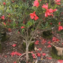 茶花