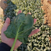 无添加菠菜长久供货超高性价比