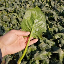 规格齐全菠菜源头供应欢迎联系