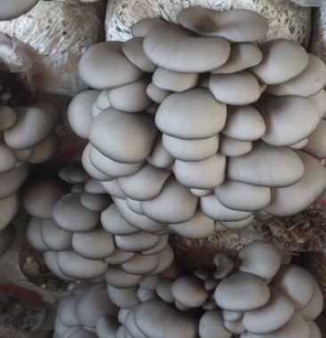 [平菇批发]精品平茹价格5.00元/斤 - 一亩田