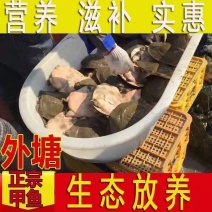 麻辣小甲鱼卤甲鱼批发，外塘小甲鱼，大小规格都有，量大从优