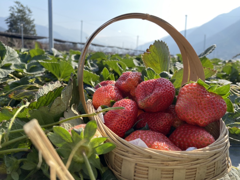 车厘子采摘季节