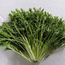 辽宁苦菊细叶苦菊产地直发可视频看货欢迎来电采购