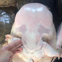 珍珠鳖，甲鱼，自家养殖十余年，产地一手货源